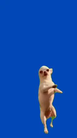 Chihuahua bailando