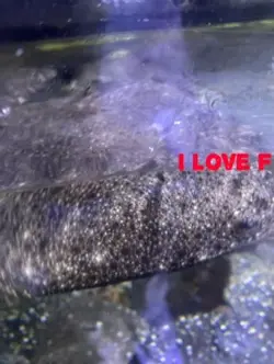 I love f
