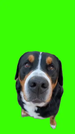 Dog/Cachorro