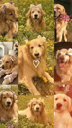 pets love