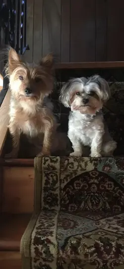 Pet day