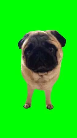 CUTE DOG MEME
