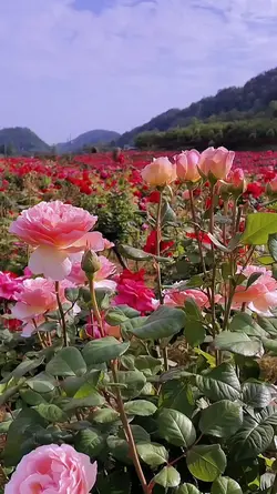 Flower Lover