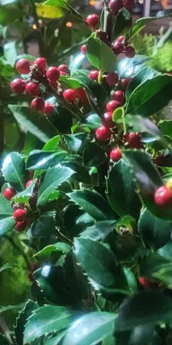 rosso Natale 