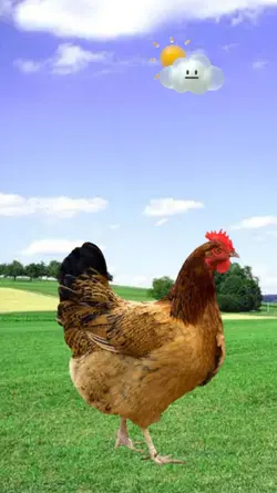 Meme Funny Egg