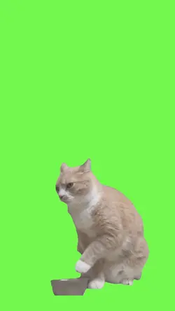 Gatito con hambre