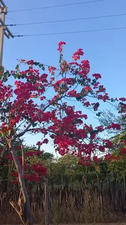 es fiel todo tempo