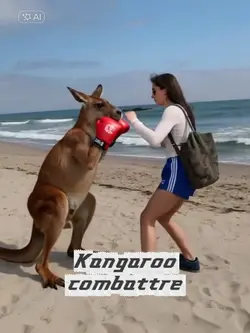 Kangaroo combattre