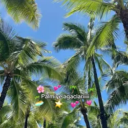 Palmiyeler🌴