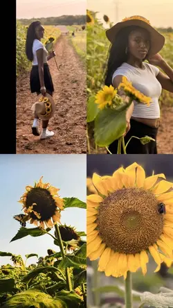 Sunflower Summers