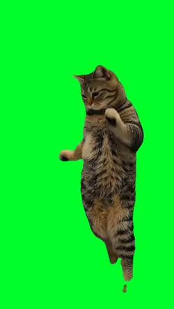 Cat dancing