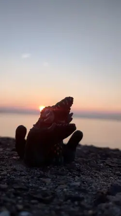 夕日を背にビオランテ