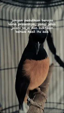 story kicau mania