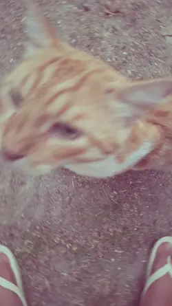 leaving pets behind
