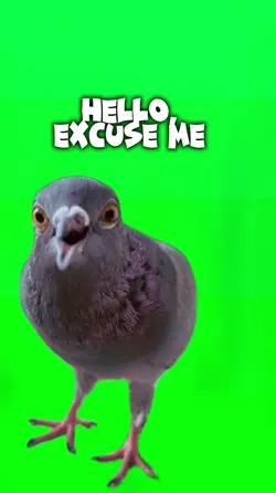 Hello, excuse me
