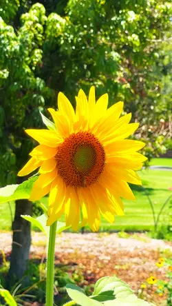 Sunny day