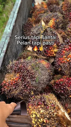 Sawit hd