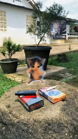 KICAU MANIA KUCING