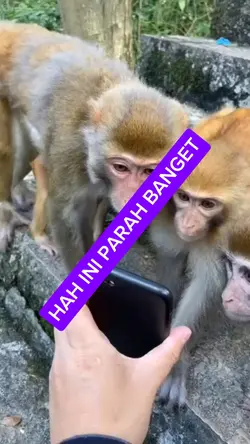 HAH INI PARAH NIH