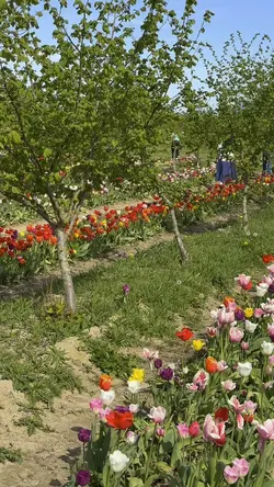 Spring
