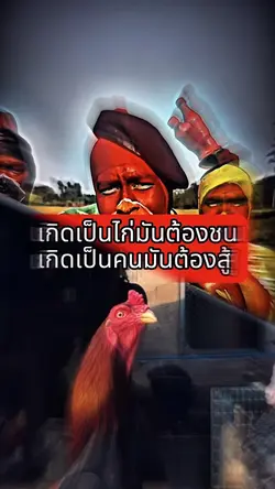 เกิดเป็นไก่มันต้องชน