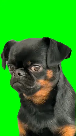 Sad Dog