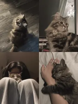 first cat