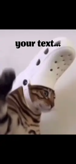 cat meme 