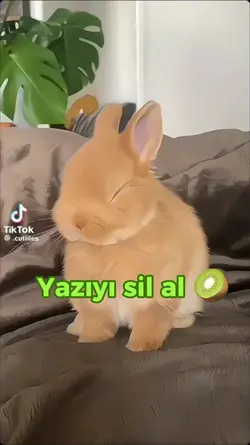 tavşan fancam
