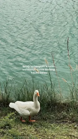 kata kata 