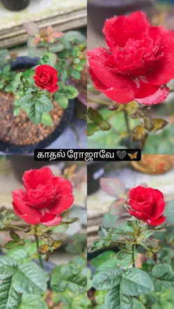 kathal rojave 