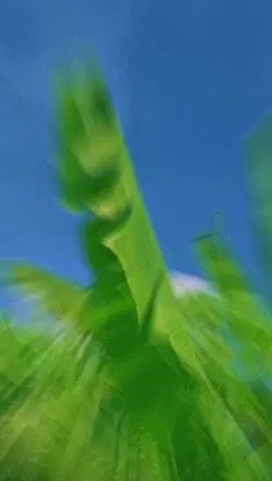 cinematic xjj