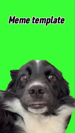 Scared dog 