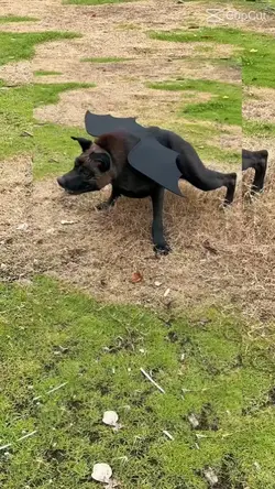 Hunde 
