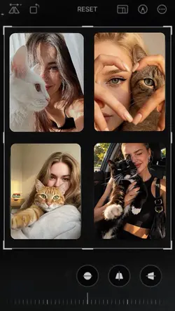 My Cat