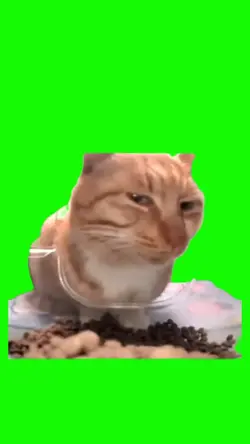 green screen cat