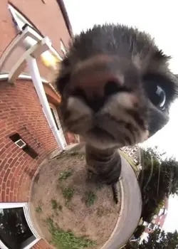 bclama