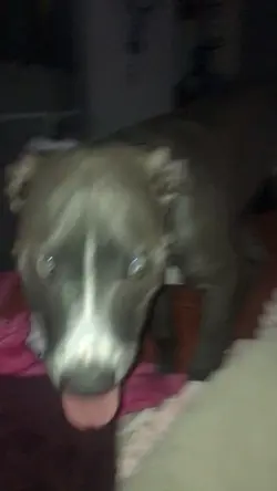 New dog