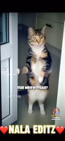 Cat memes Part 4 