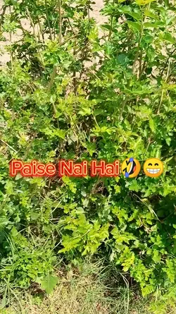 Paise Nai Hai
