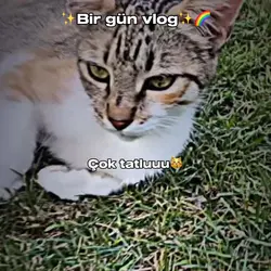 Günlük vlog