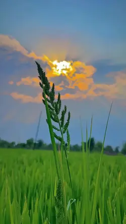 nature aesthetic