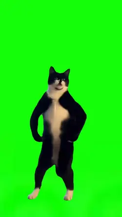 Acelerada Cat Dance