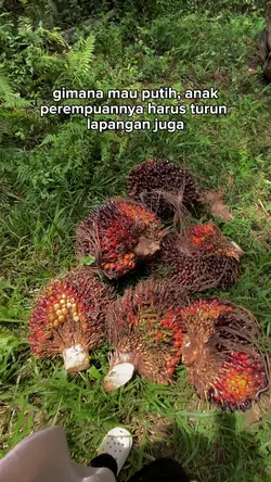 Kebun sawit🌴