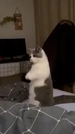kucing lucu🥰