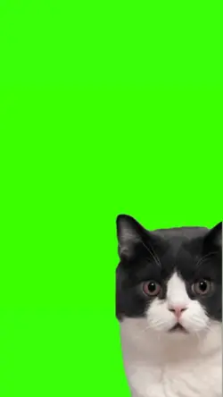 cat confused meme