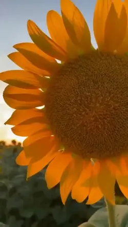 girasol