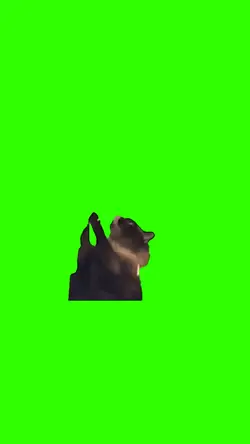 chat qui hurle