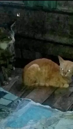 pusang gala 