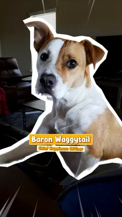 pet introduction